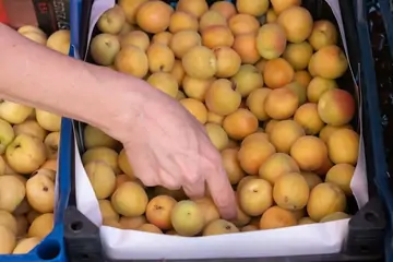 Tunahan Malatya Üreticisi: Kaliteli Kayısı ve Gıda Ürünleri